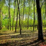 Gli esperti consigliano la forestoterapia: immergersi nei boschi trasforma mente e benessere