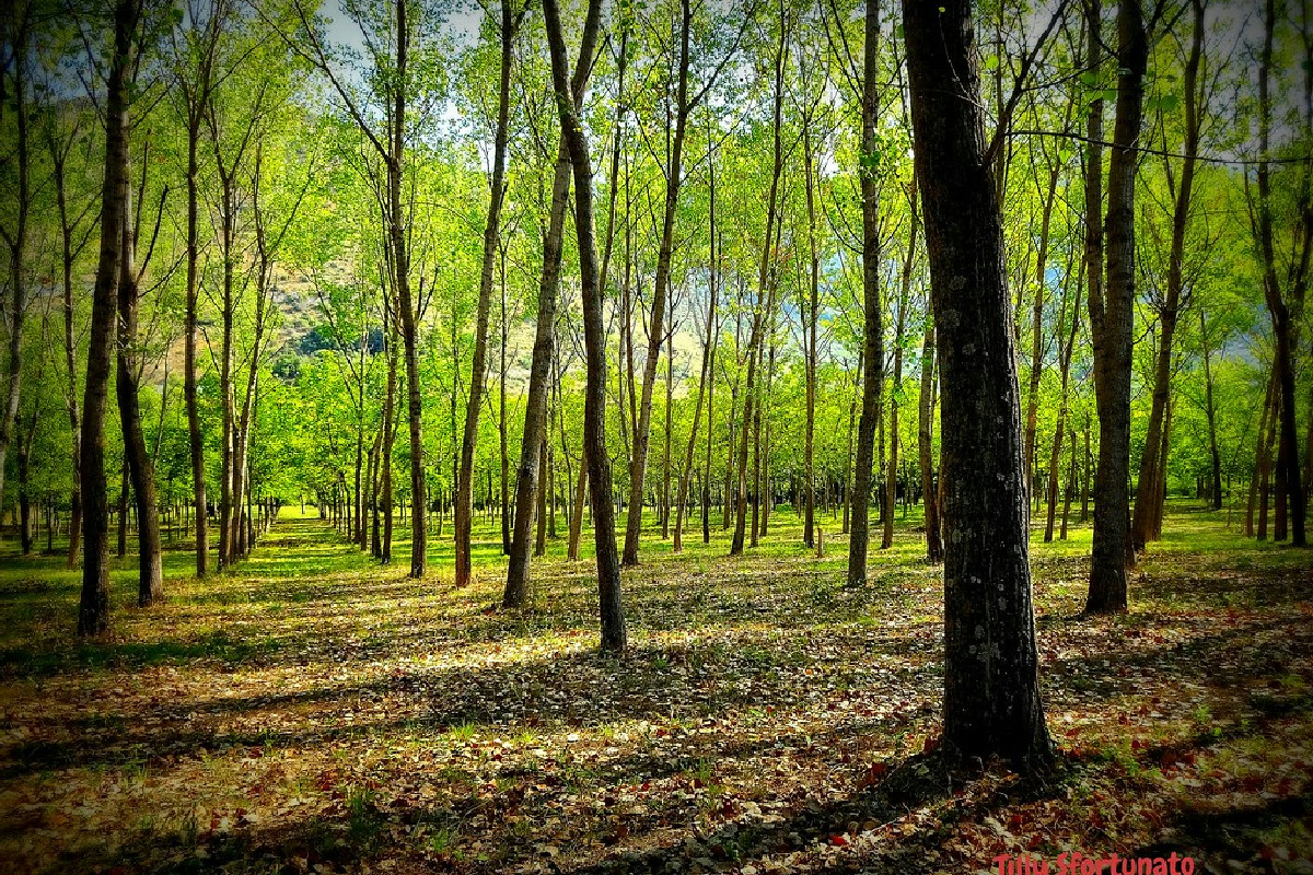 Gli esperti consigliano la forestoterapia: immergersi nei boschi trasforma mente e benessere