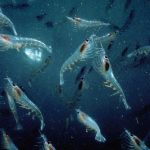 Olio di krill: benefici per pelle e ossa, ma il rischio ambientale crea un dilemma etico?