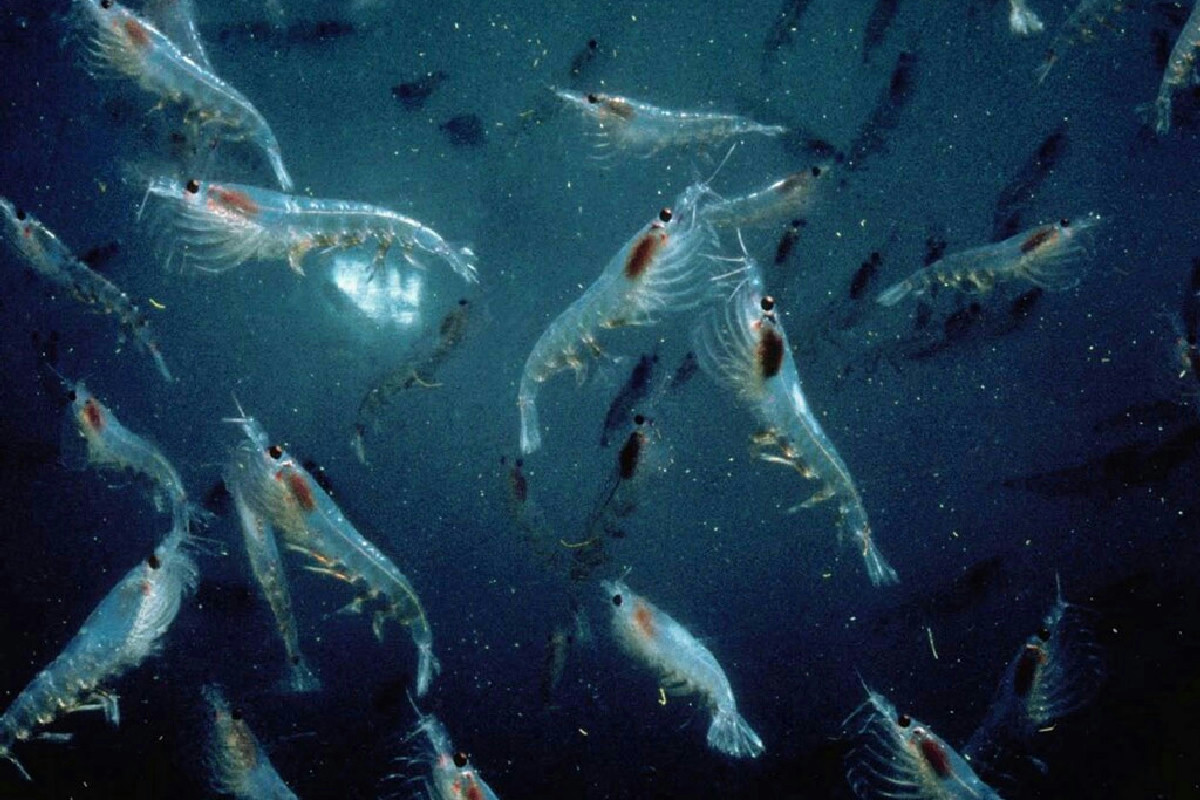 Olio di krill: benefici per pelle e ossa, ma il rischio ambientale crea un dilemma etico?